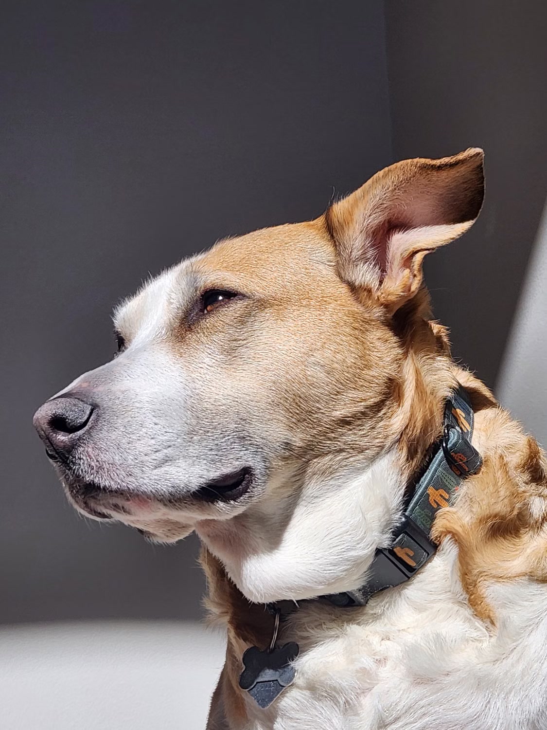 Sunlit dog portrait