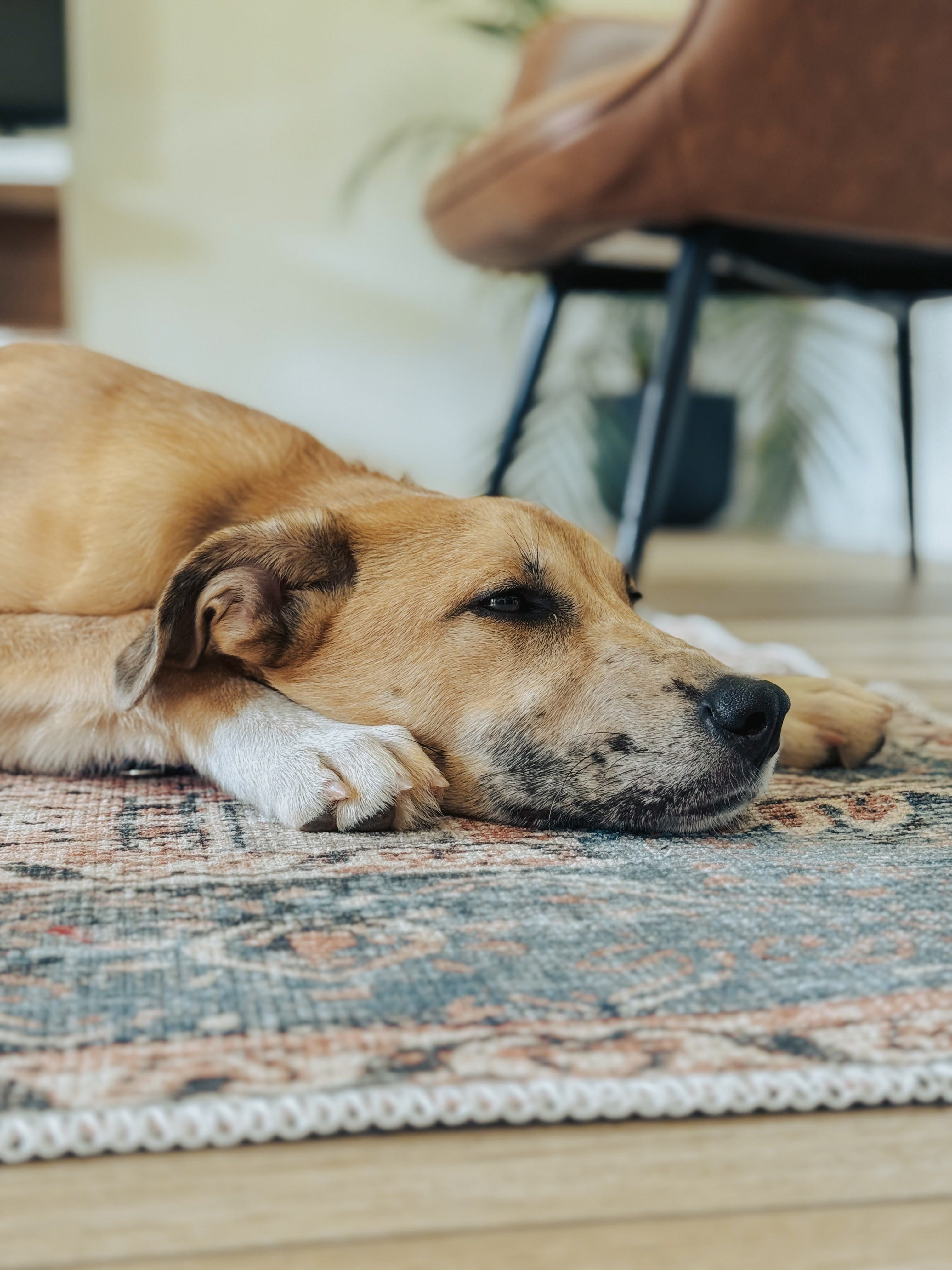 Dog resting on a patterned rug